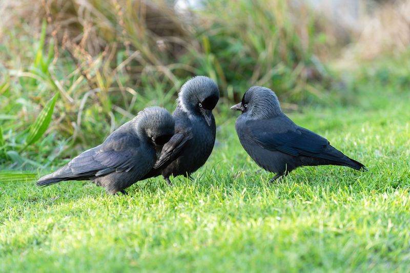 галки; три галки; jackdaw; western jackdow; eurasian jackdow; european jackdow; corvus monedula; coloeus monedula Без вины виноватые фото превью