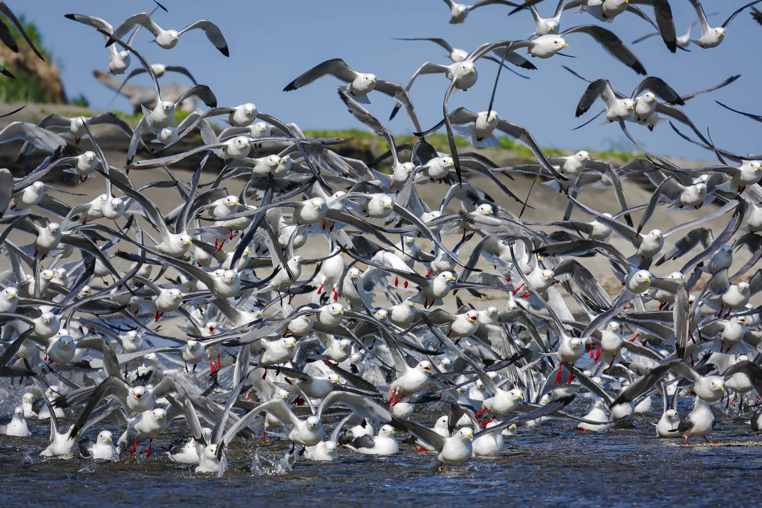 rissa brevirostris; ржанкообразные; чайка; чайковые; красноногая; говорушка; мигрирующие; птица; перелетная; купание; вода, Уткин Дмитрий