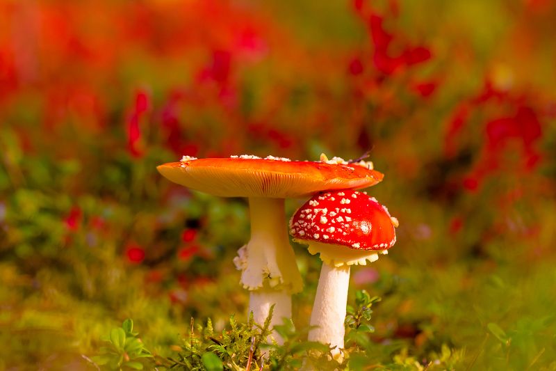 .... фото превью