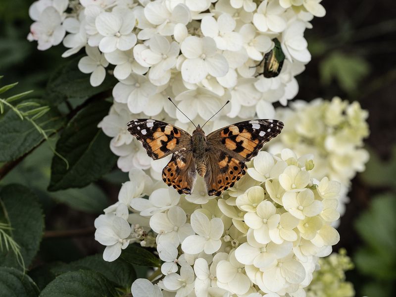 репейница,бабочка репейница на белом фото превью