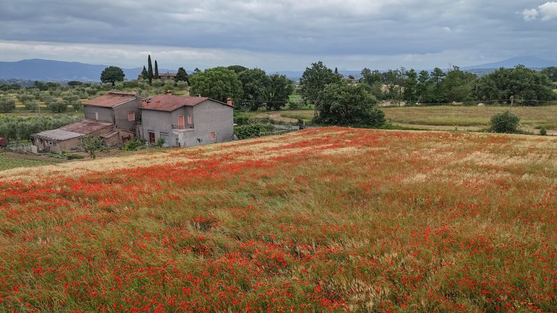 Маковое поле, Лацио, Италия фото превью
