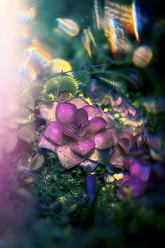 макро, macro Жирянка фото превью