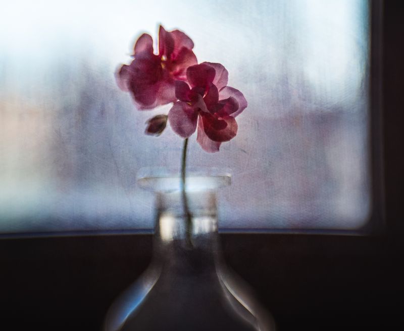 Аленький цветочек фото превью