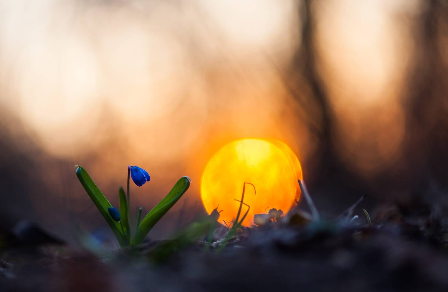 , Викулов Николай