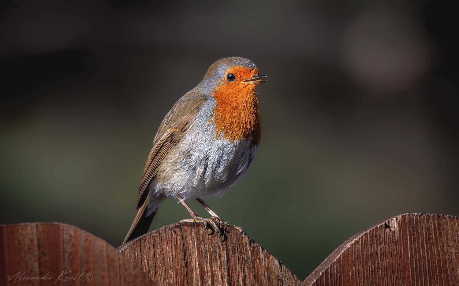 зарянка, малиновка, erithacus rubecula, Круль Александр