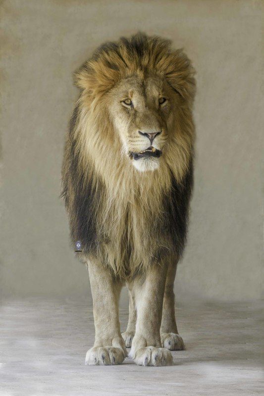 Lion фото превью