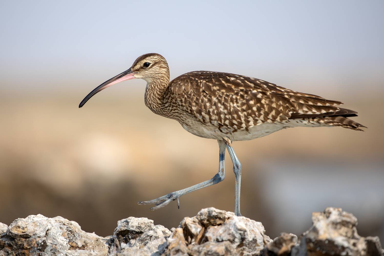 птица, фотоохота, кроншнеп, природа, фауна, Kulikov Vladimir