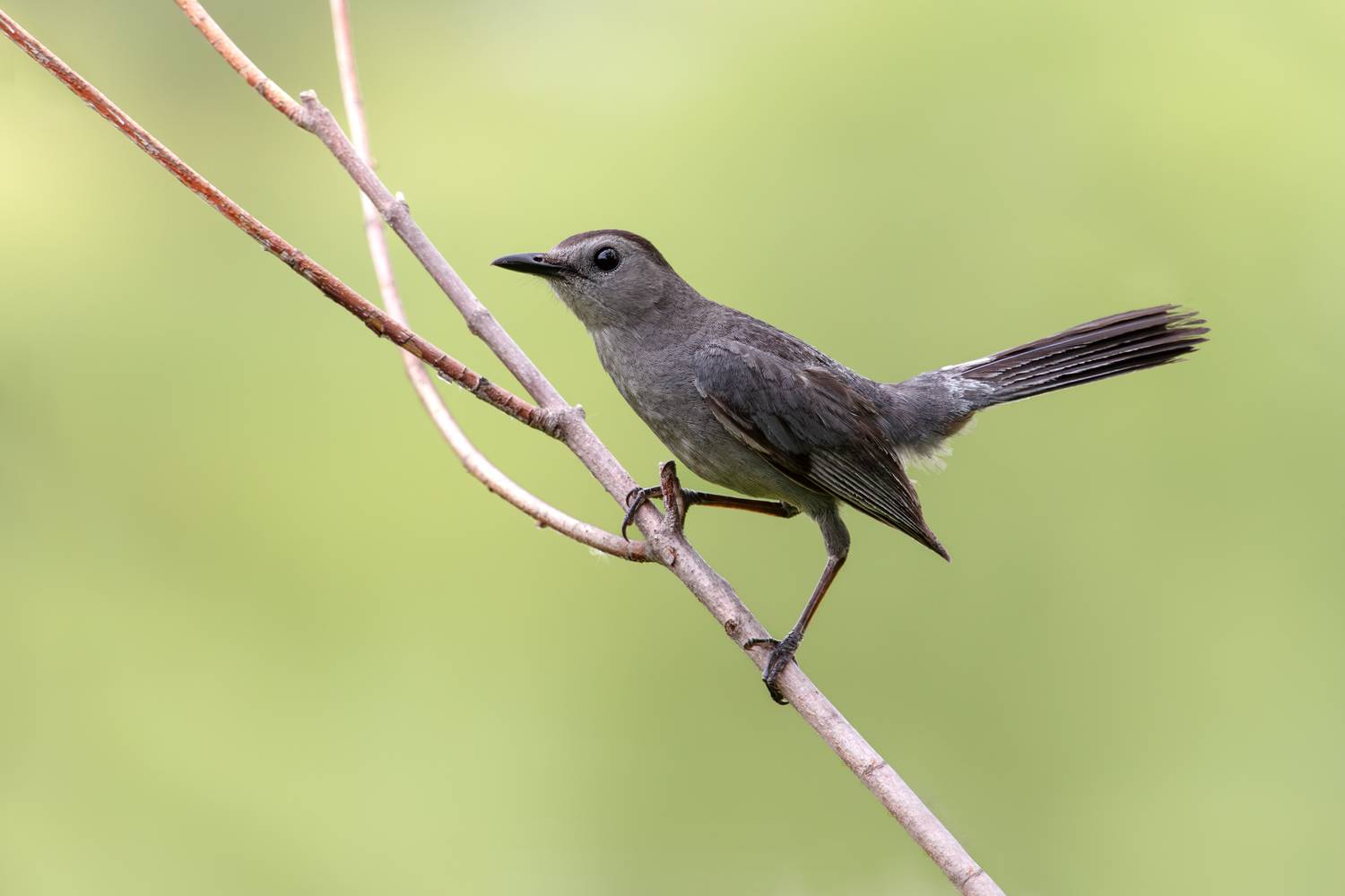 птица, фотоохота, пересмешник, природа, фауна, Kulikov Vladimir
