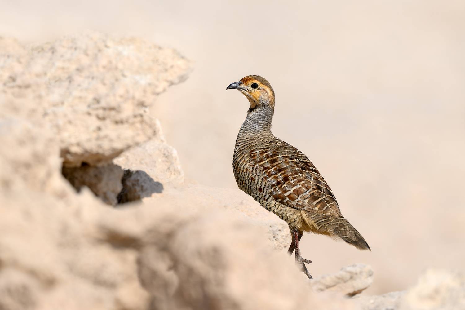 птица, фотоохота, турач, природа, фауна, Kulikov Vladimir