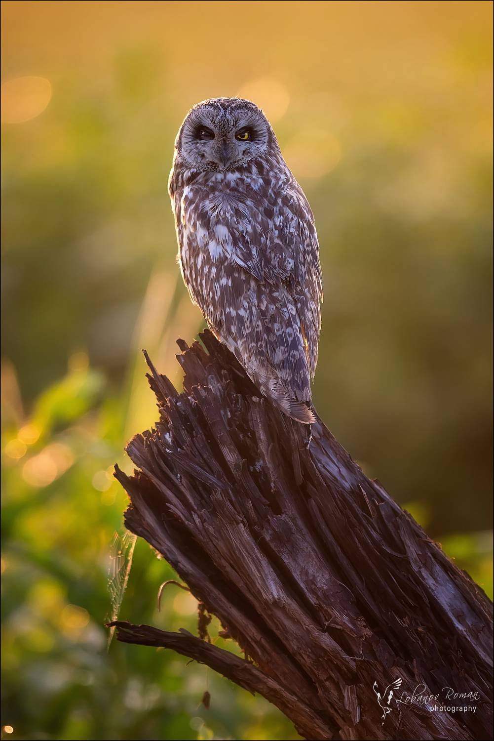 , Лобанов Роман