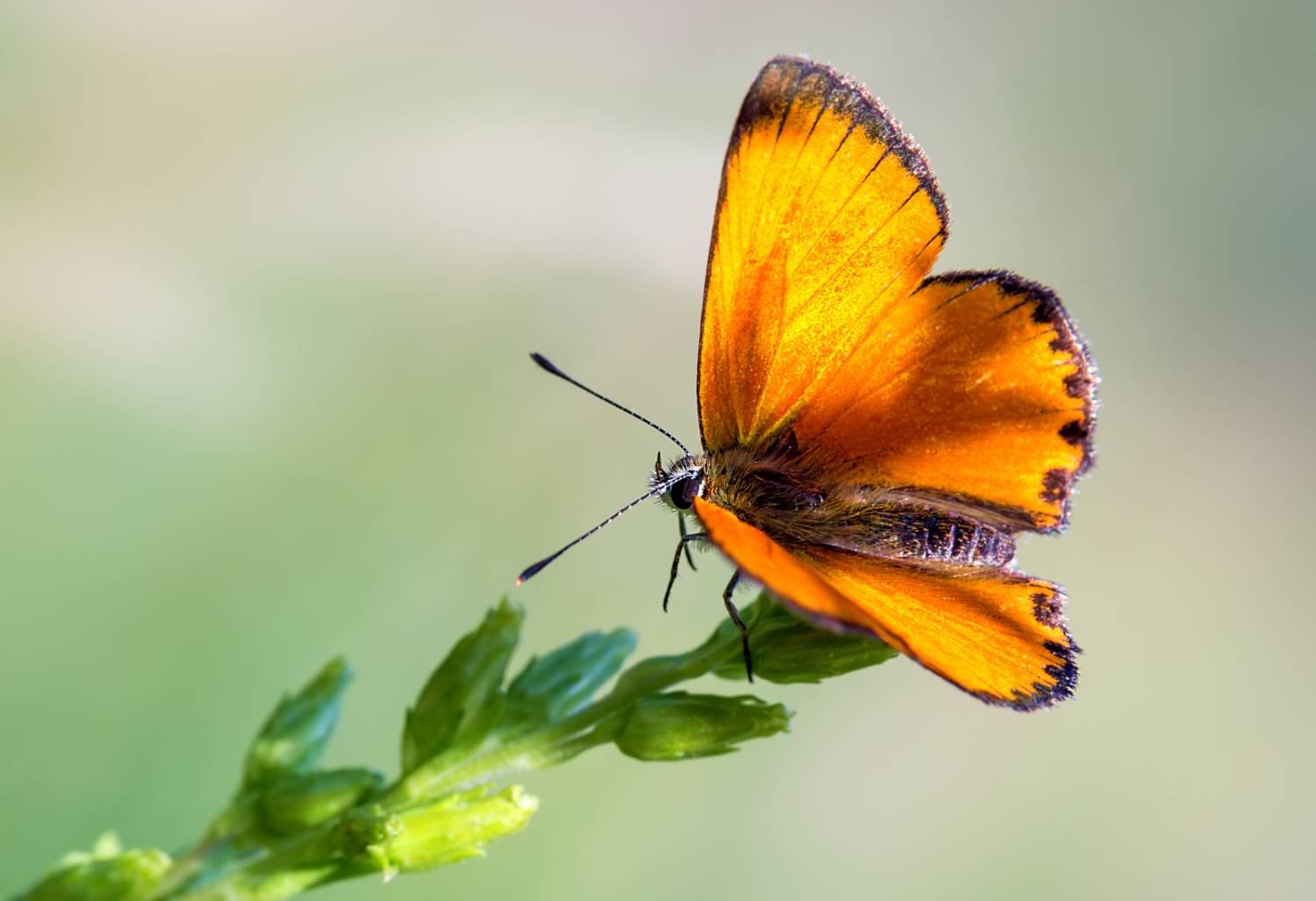 насекомые, бабочка, голубянка, червонец, огненный, июль, Борис Новиков
