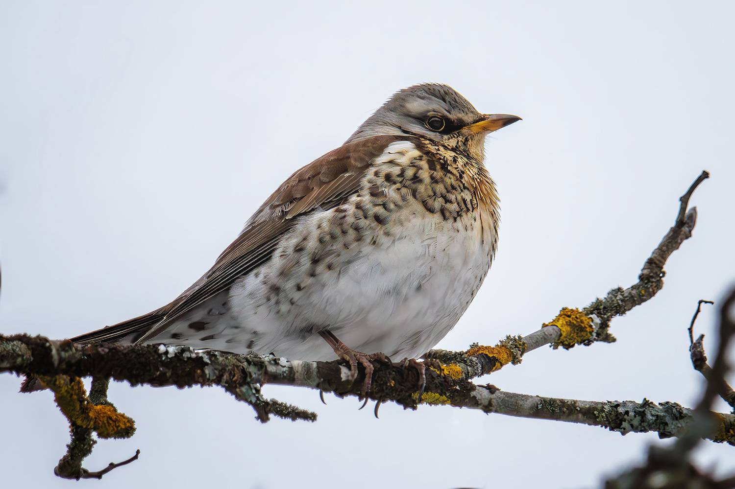 , Морозов Сергей