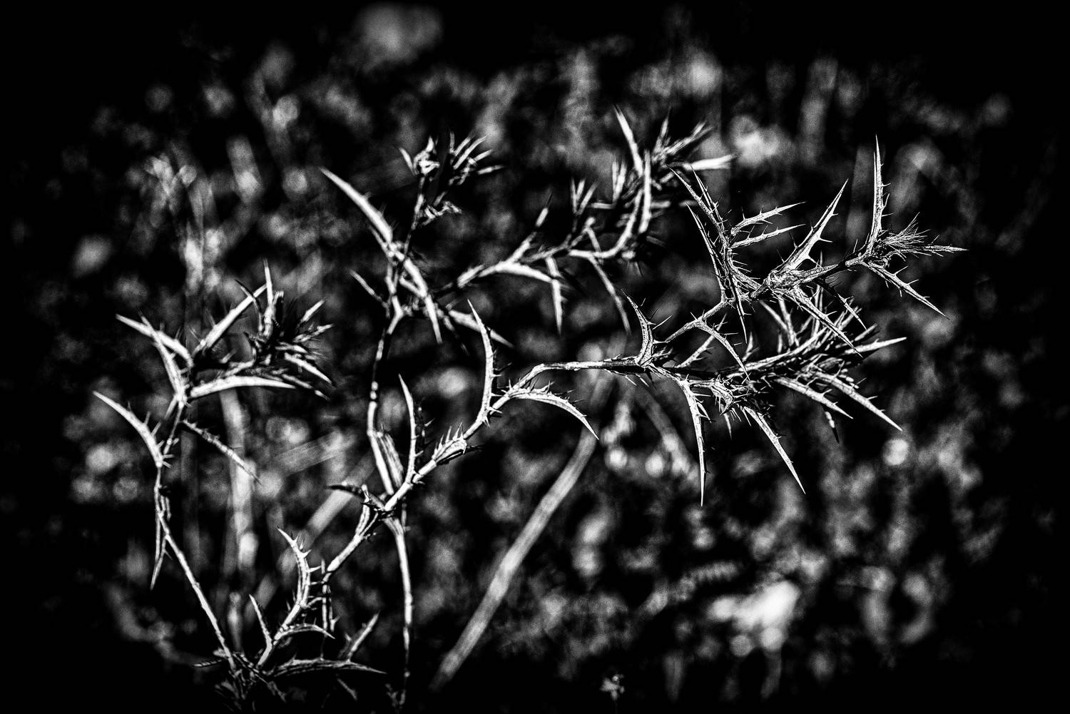 , Vladimir Bragilevsky