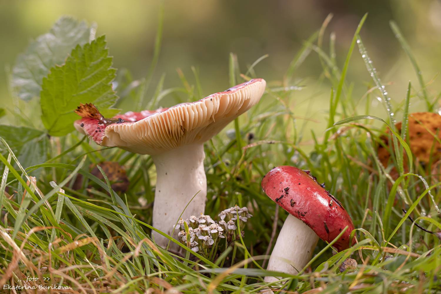 , Бурикова Екатерина