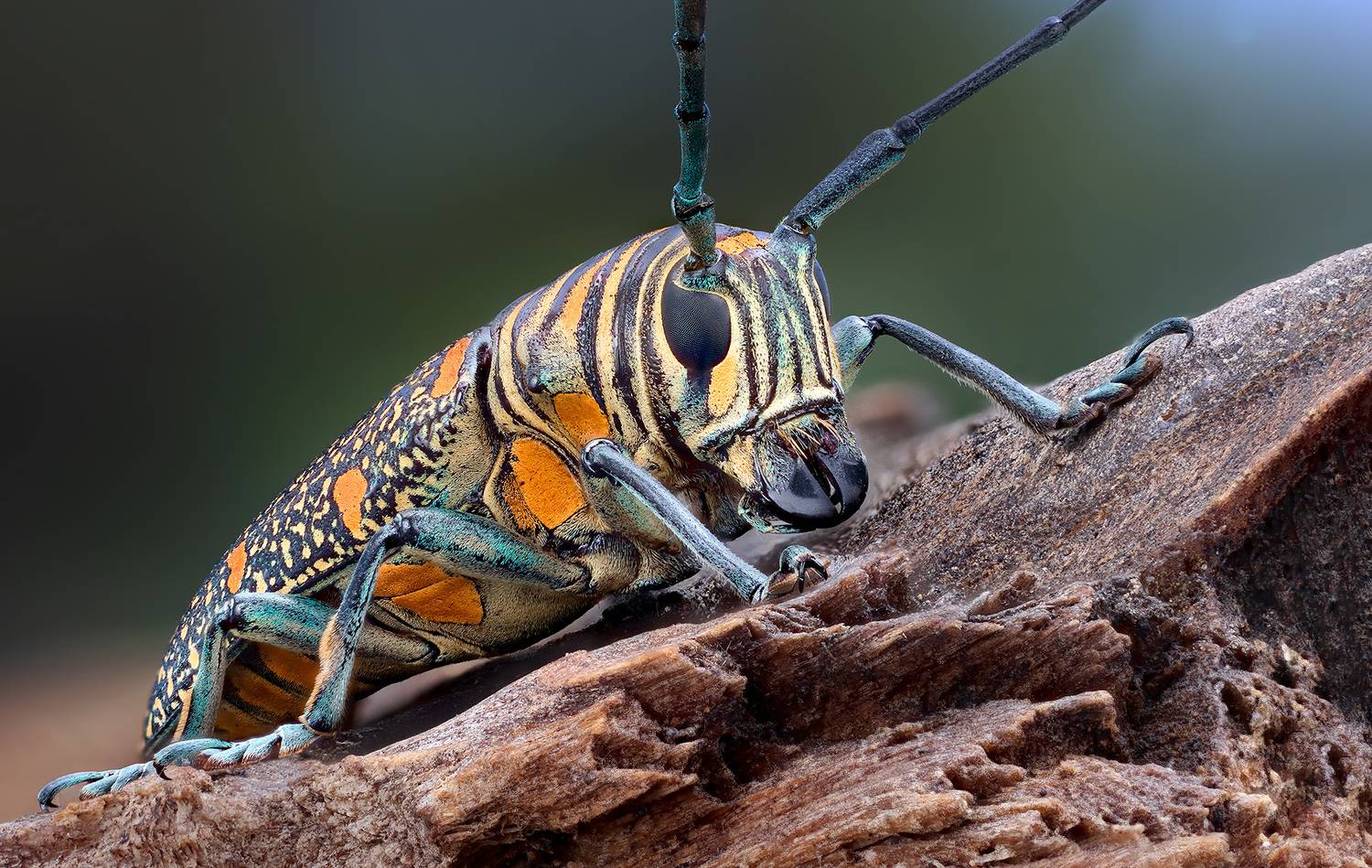 coleoptera, cerambycidae, zographus regalis, Kavaliauskas Eugenijus