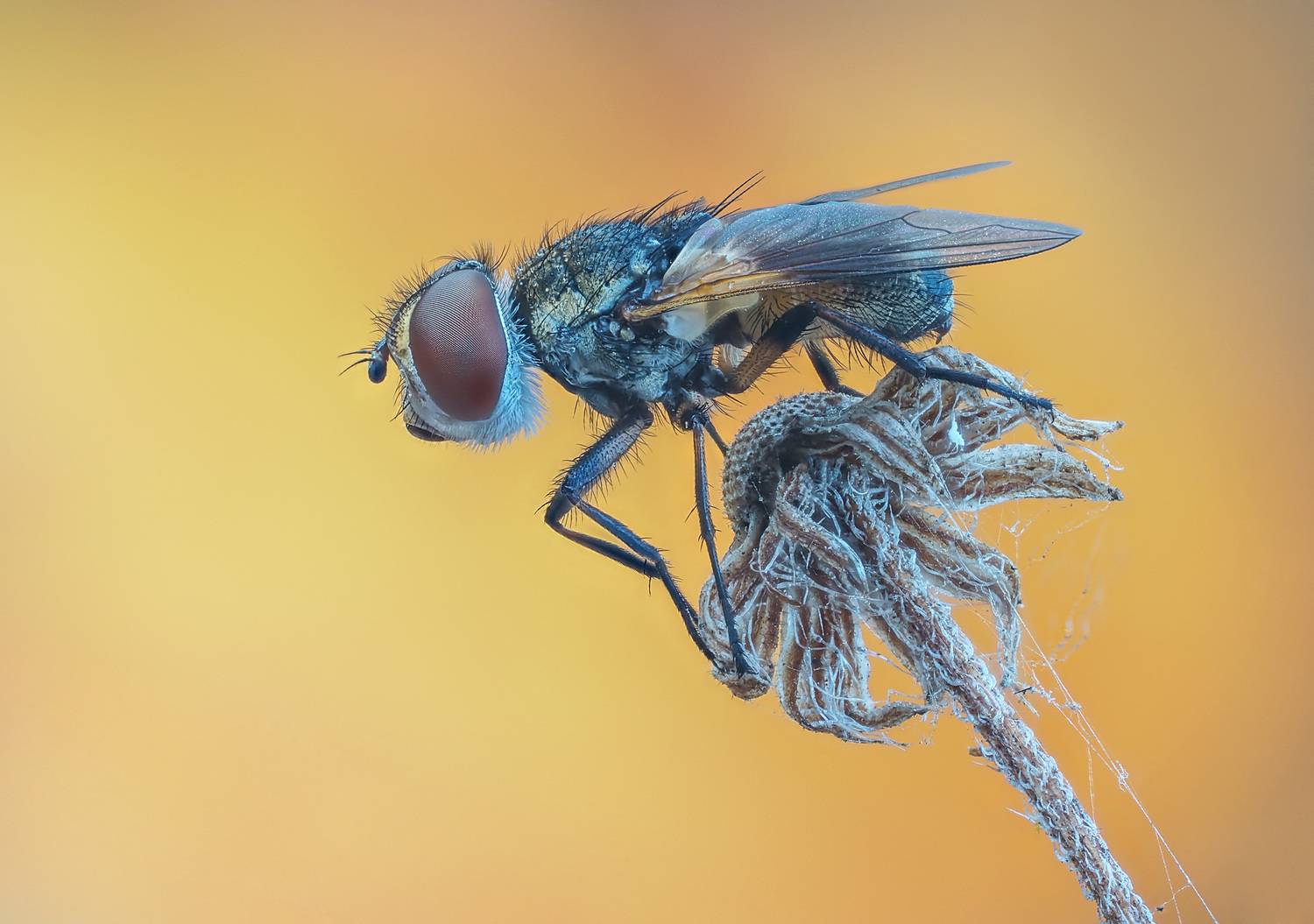 , Чепленко Алексей