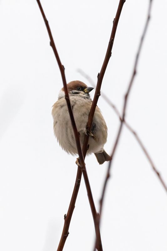 Воробей Х-воробей фото превью