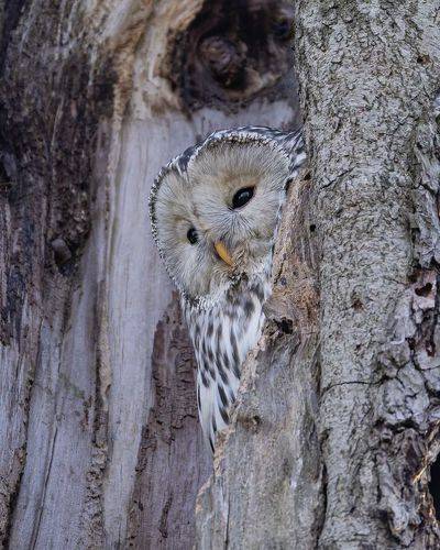 Длиннохвостая неясыть