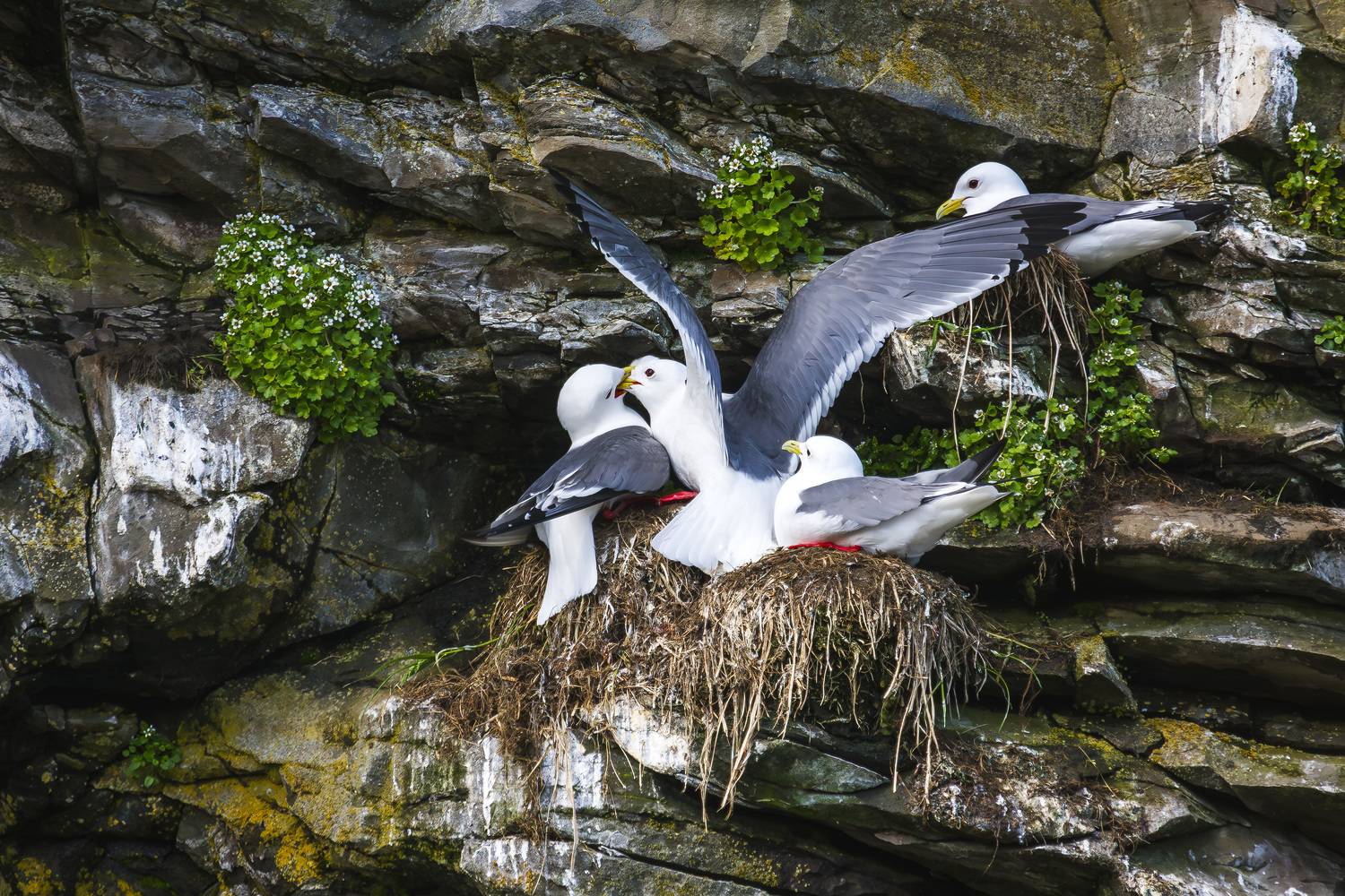 моевки; говорушки; rissa tridactyla linnaeus; laridae; трёхпалая чайка; rissa stephens; остров беринга; командорские острова;, Уткин Дмитрий