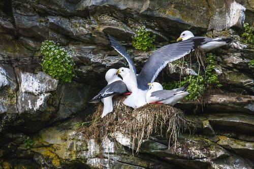 Соседские разборки