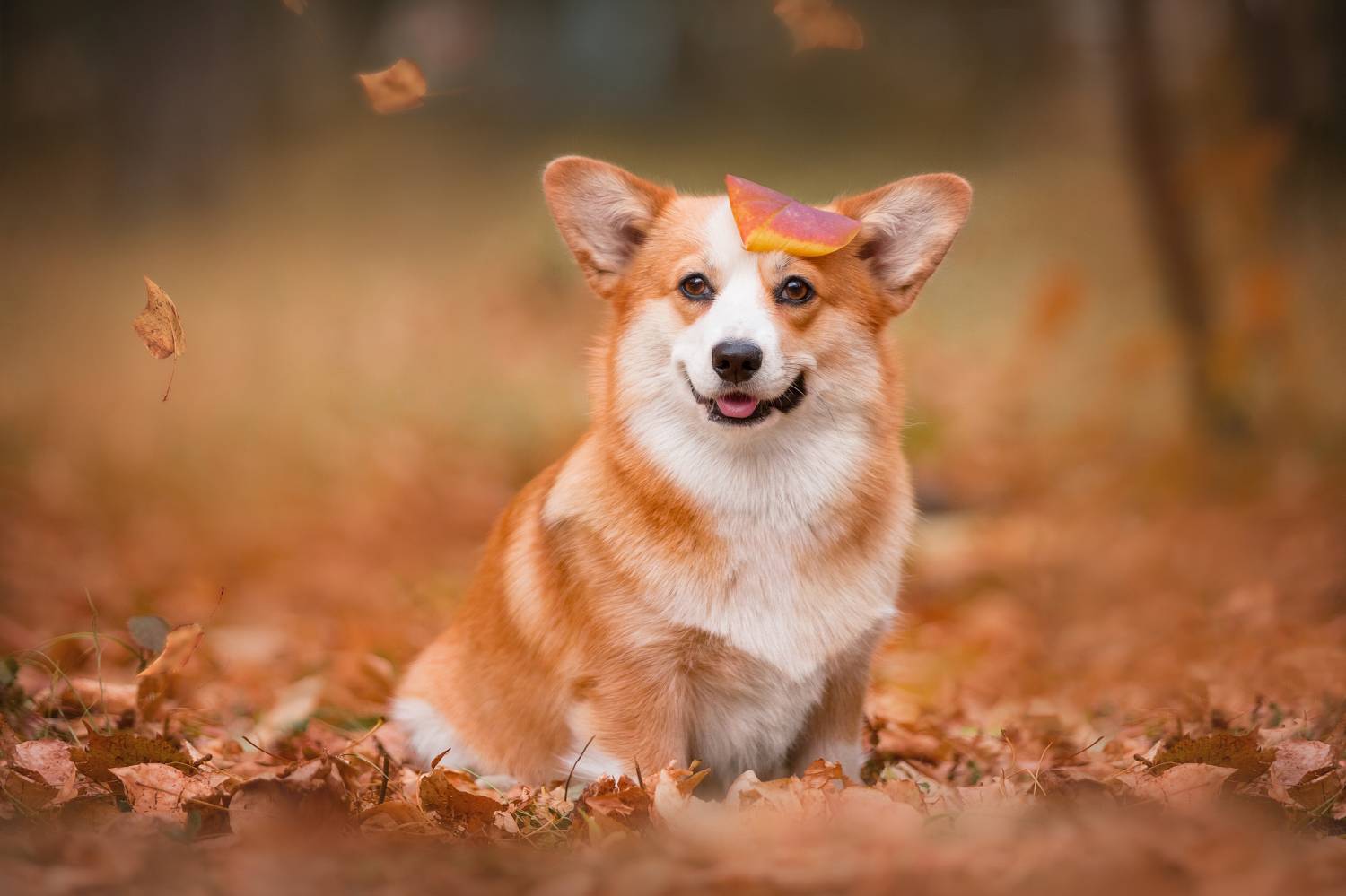 , Наталья Степанова