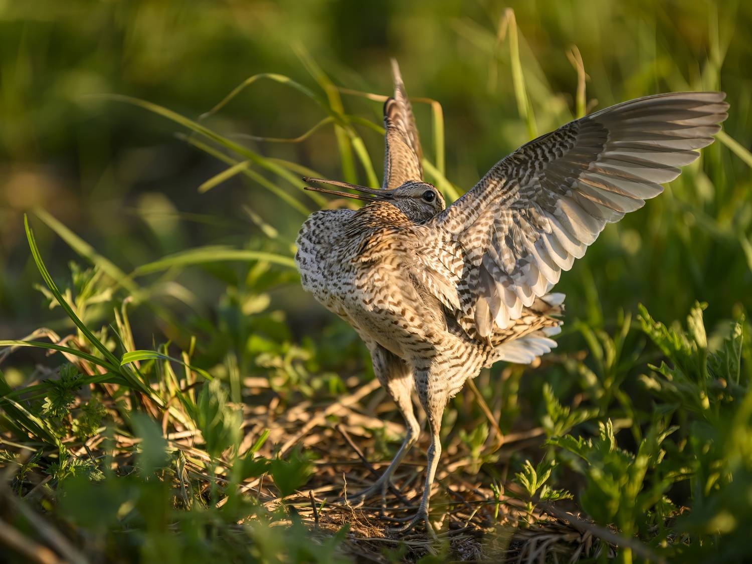 , Пупонин Сергей