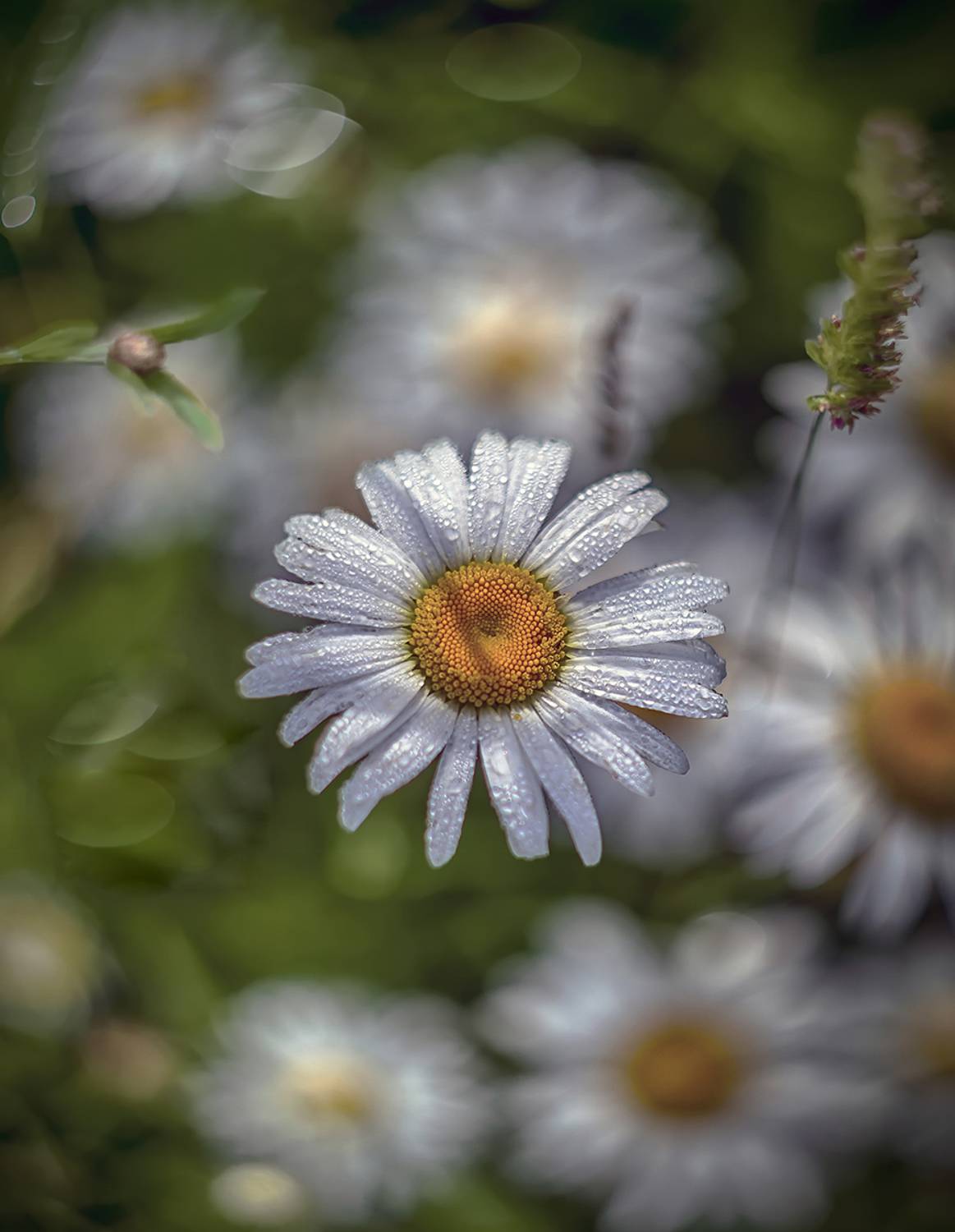 , Сергей Аникин