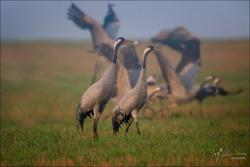 * * * фото превью