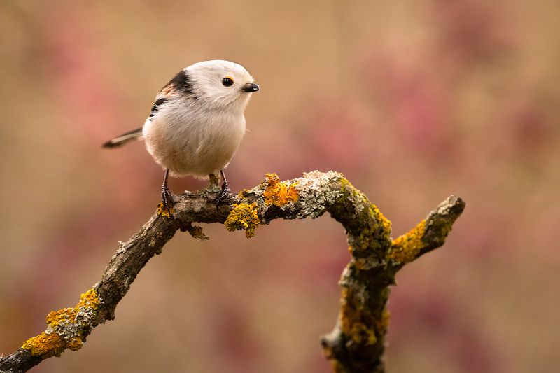 Long-tailed Ti фото превью