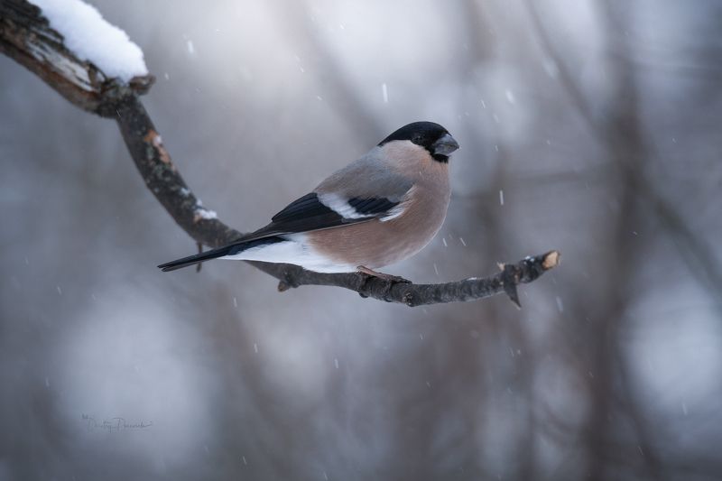 природа, лес, поля, огороды, животные, птицы, макро Царица зимнего леса фото превью