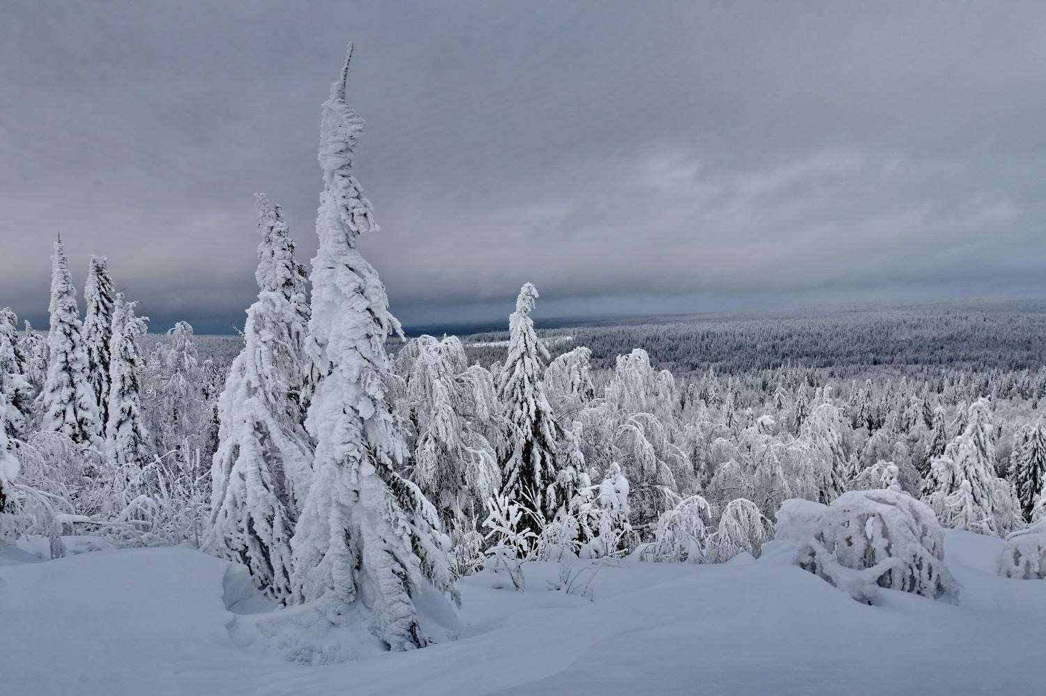 , Добролюбова Тамара