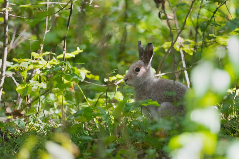 заяц, беляк, заяц-беляк, осень, лес, бор, новосибирск Сентябрьский зайчик фото превью