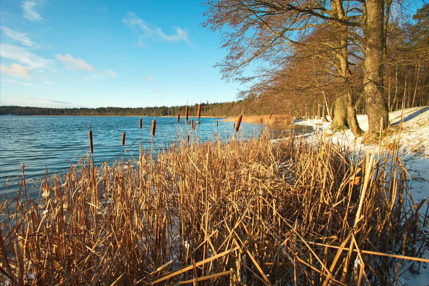 лес, озеро, камыши, свитязь, беларусь, Виктор Гурков