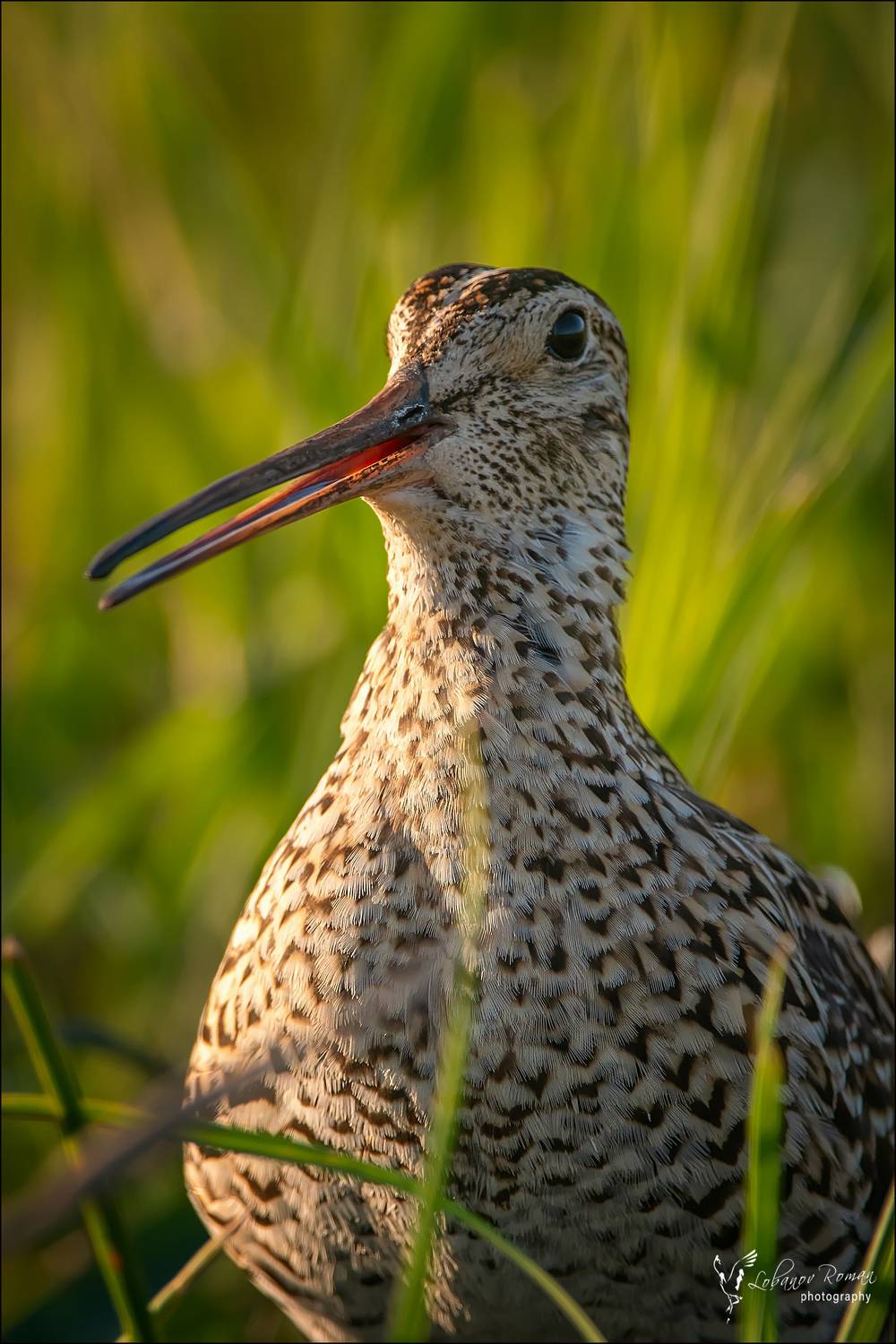 , Лобанов Роман