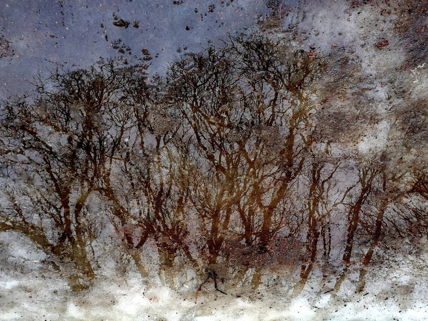 , Антон Лаба