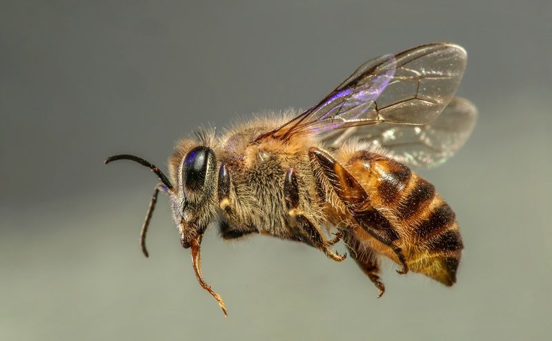 Macro Photography фото превью