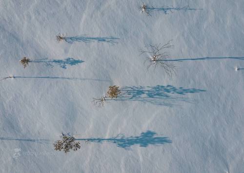 Графика зимнего болота