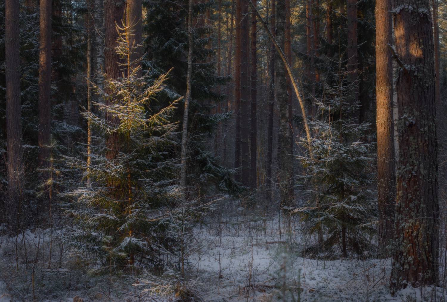 лес зима свет чаща вязниковский р-он серково, Алексеев Дмитрий