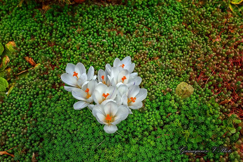 screenshot марта фото превью