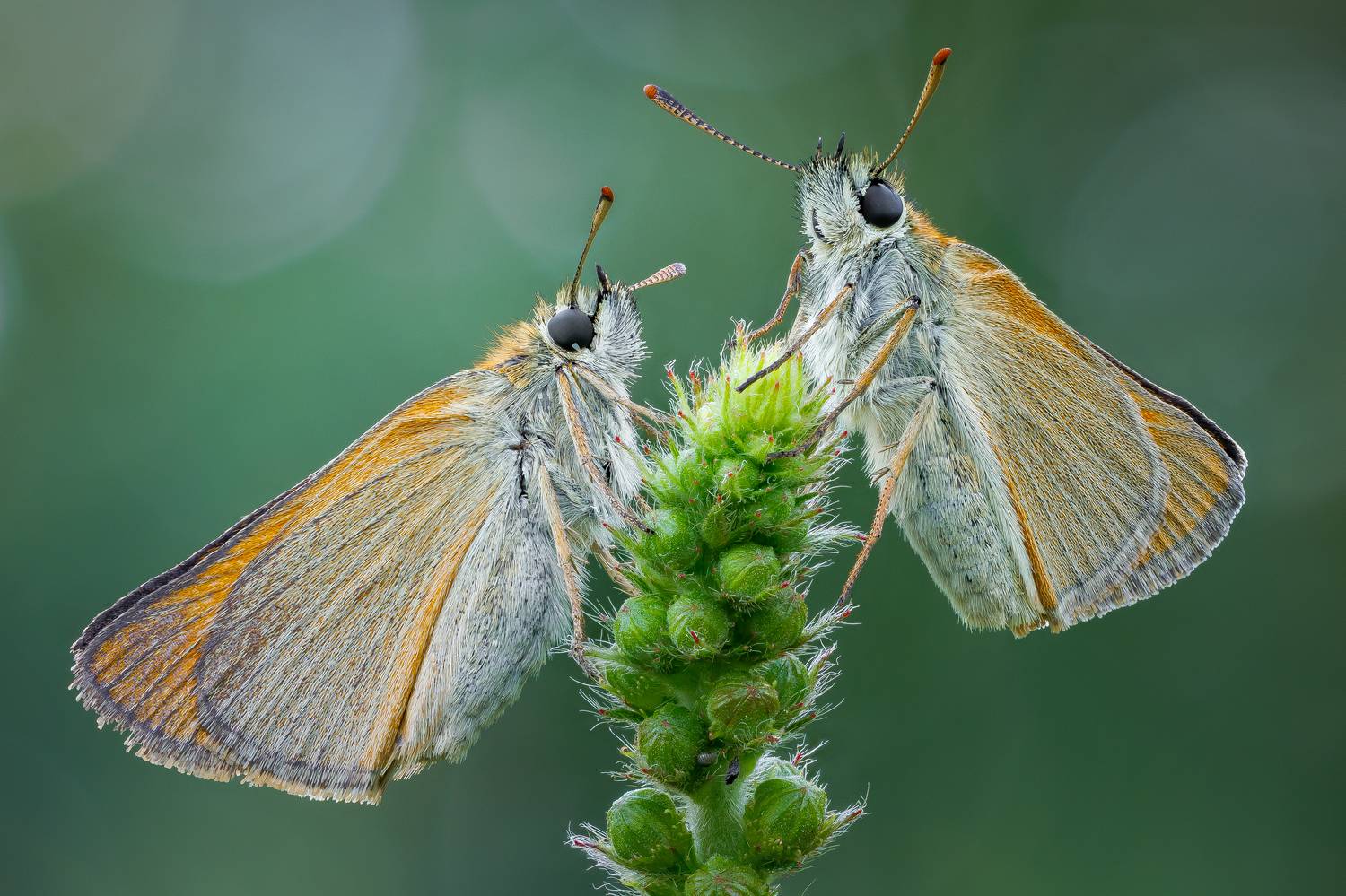 , Кузнецов Дмитрий