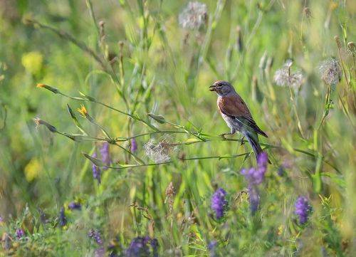 Коноплянки (5 ФОТО)