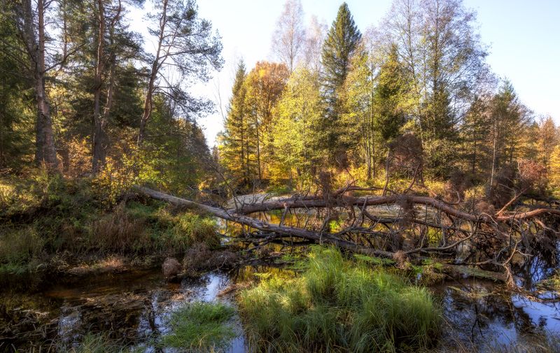 Лесная река фото превью