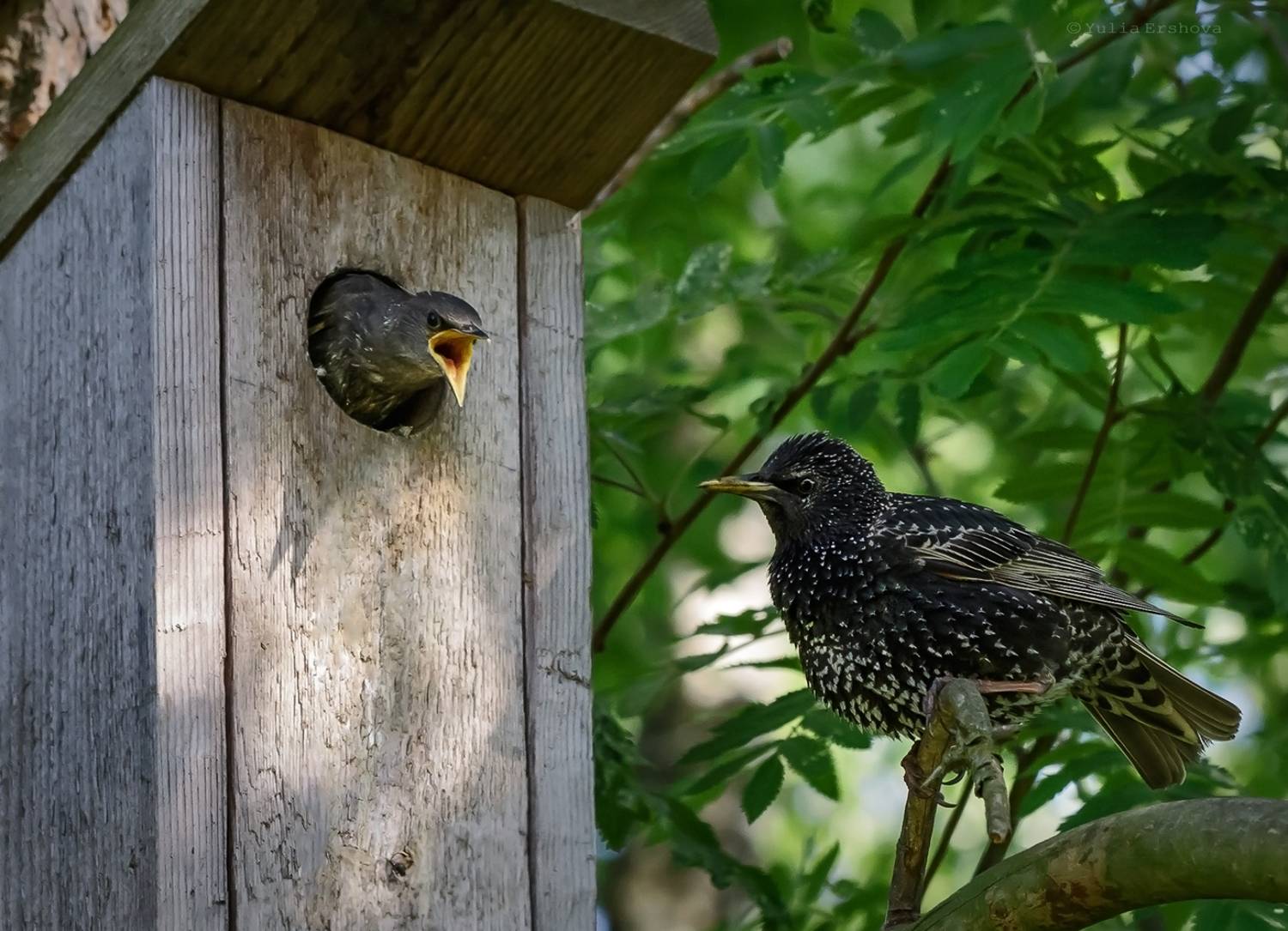 птенец, скворец, фотоохота, Ершова Юлия