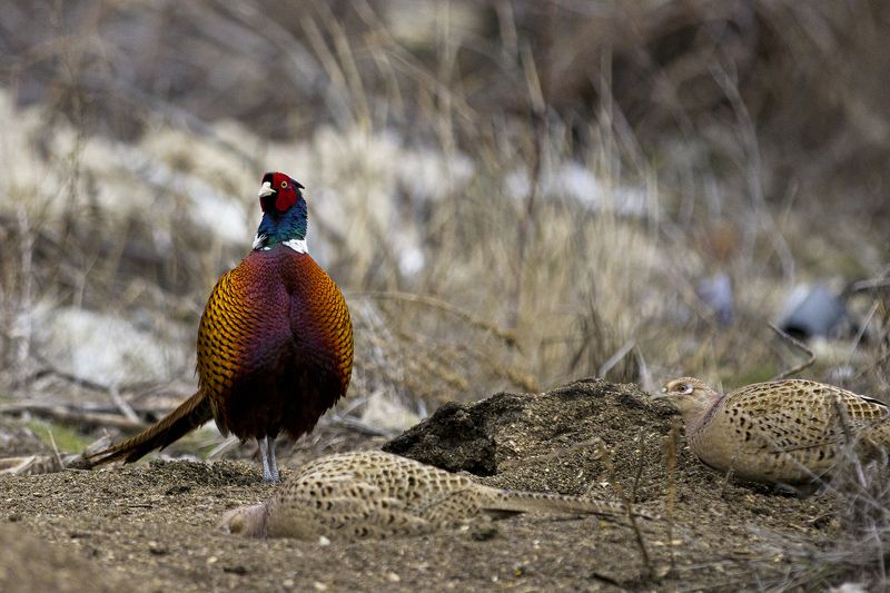 природа Хозяин гарема фото превью