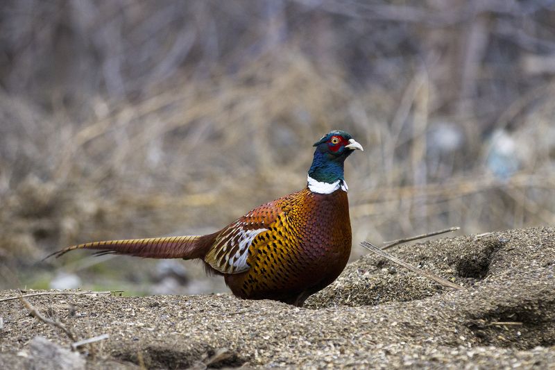 природа Фазан фото превью