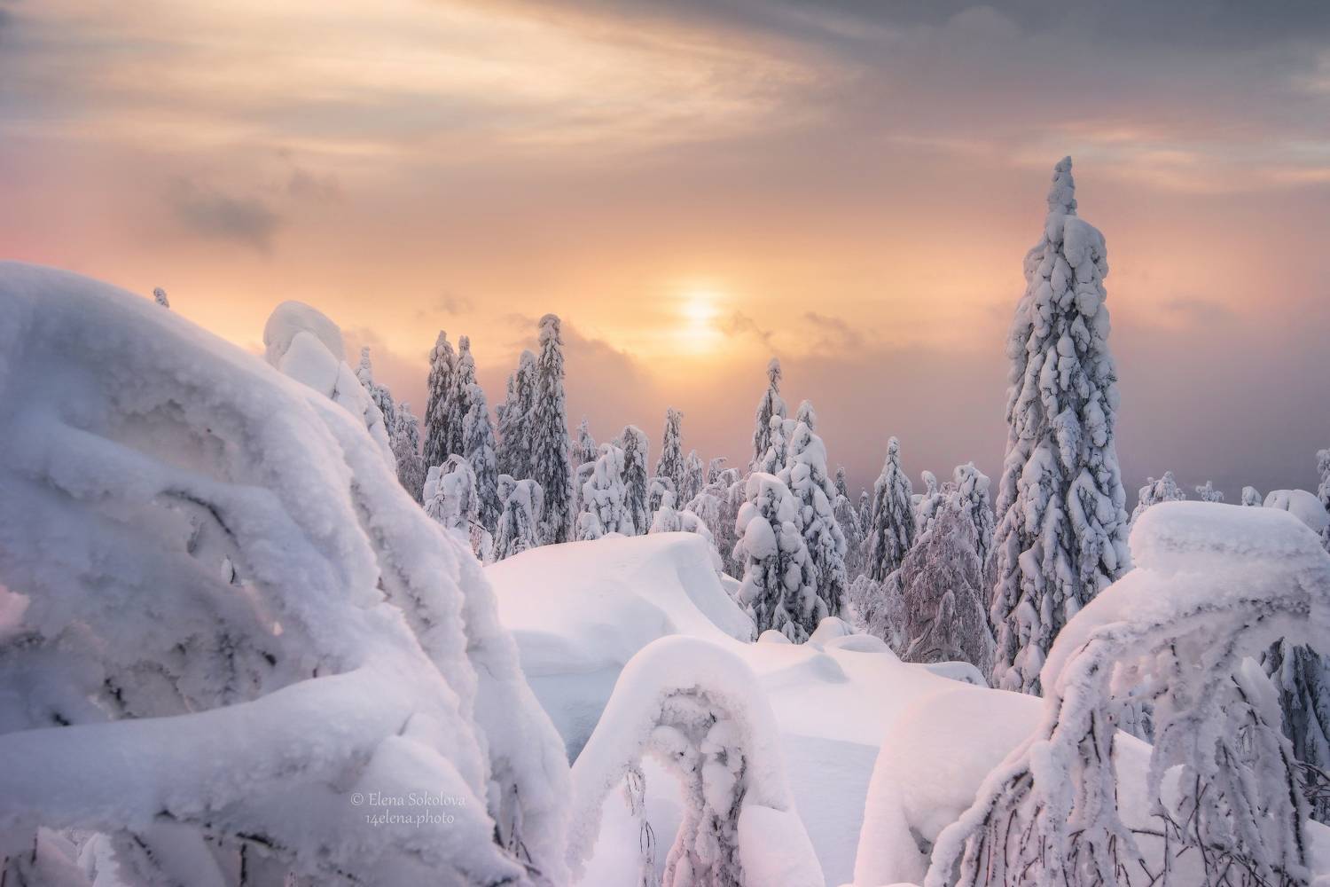 , Соколова Елена