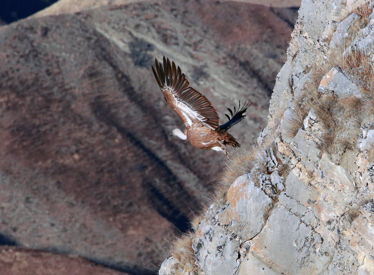 гриф,птица,белоголовый сип,горы,дагестан,, Magov Marat