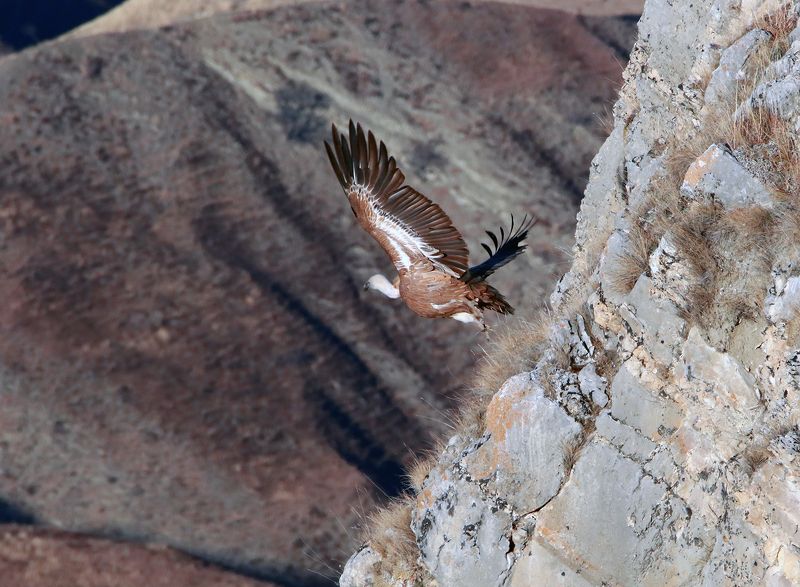 Белоголовый Сип.. фото превью
