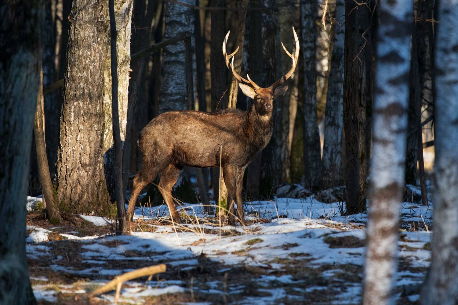 , Павел Ныриков