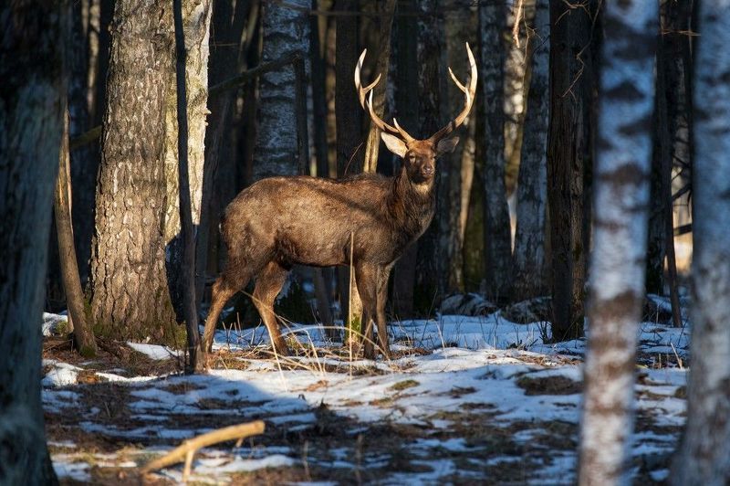 *** фото превью